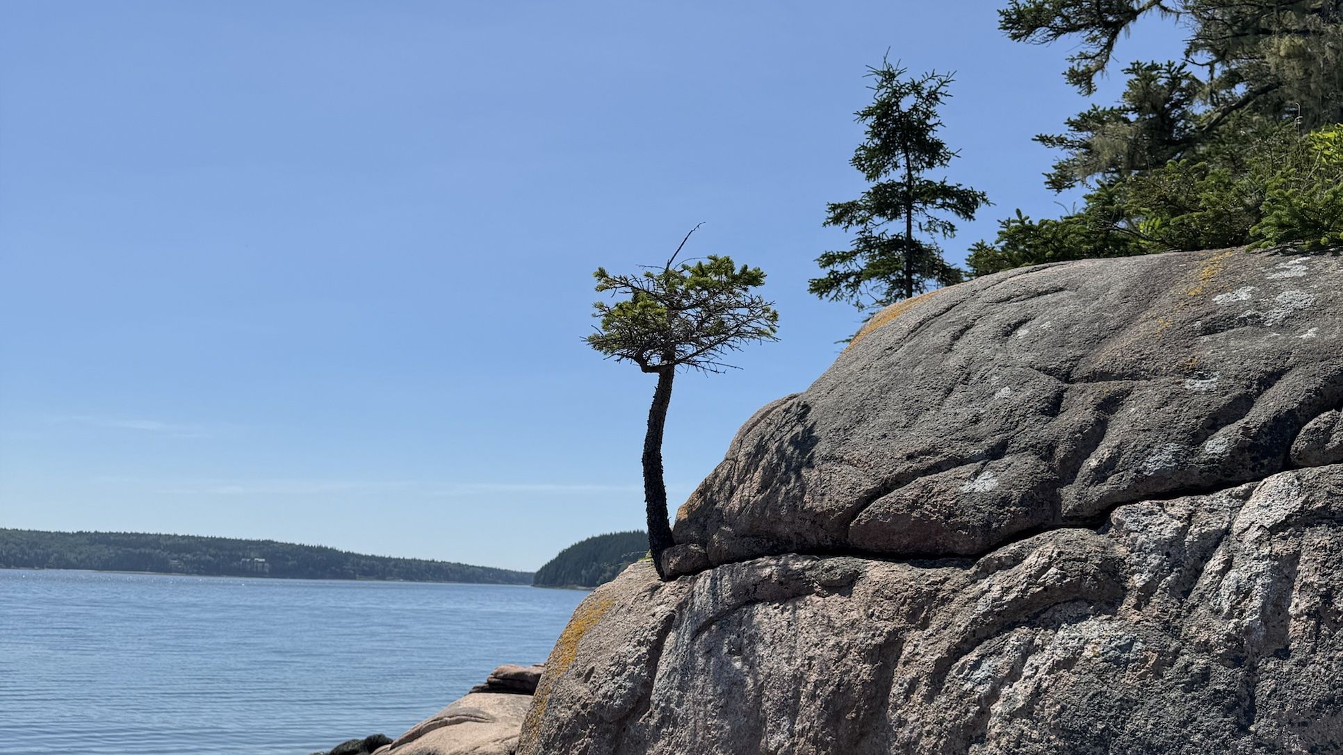 A small spruce growing out of a crack in a granite boulder above the water.